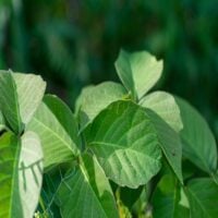 News Quick Link